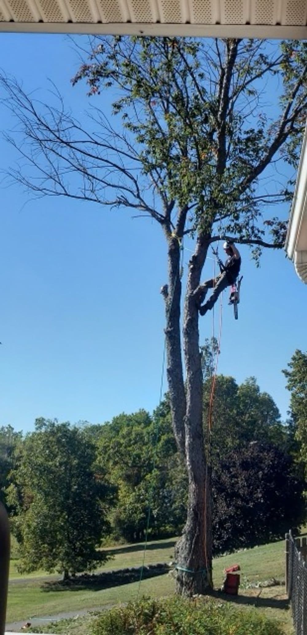 Arborist climbing tree for maintenance with ropes and chainsaw in clear blue sky.