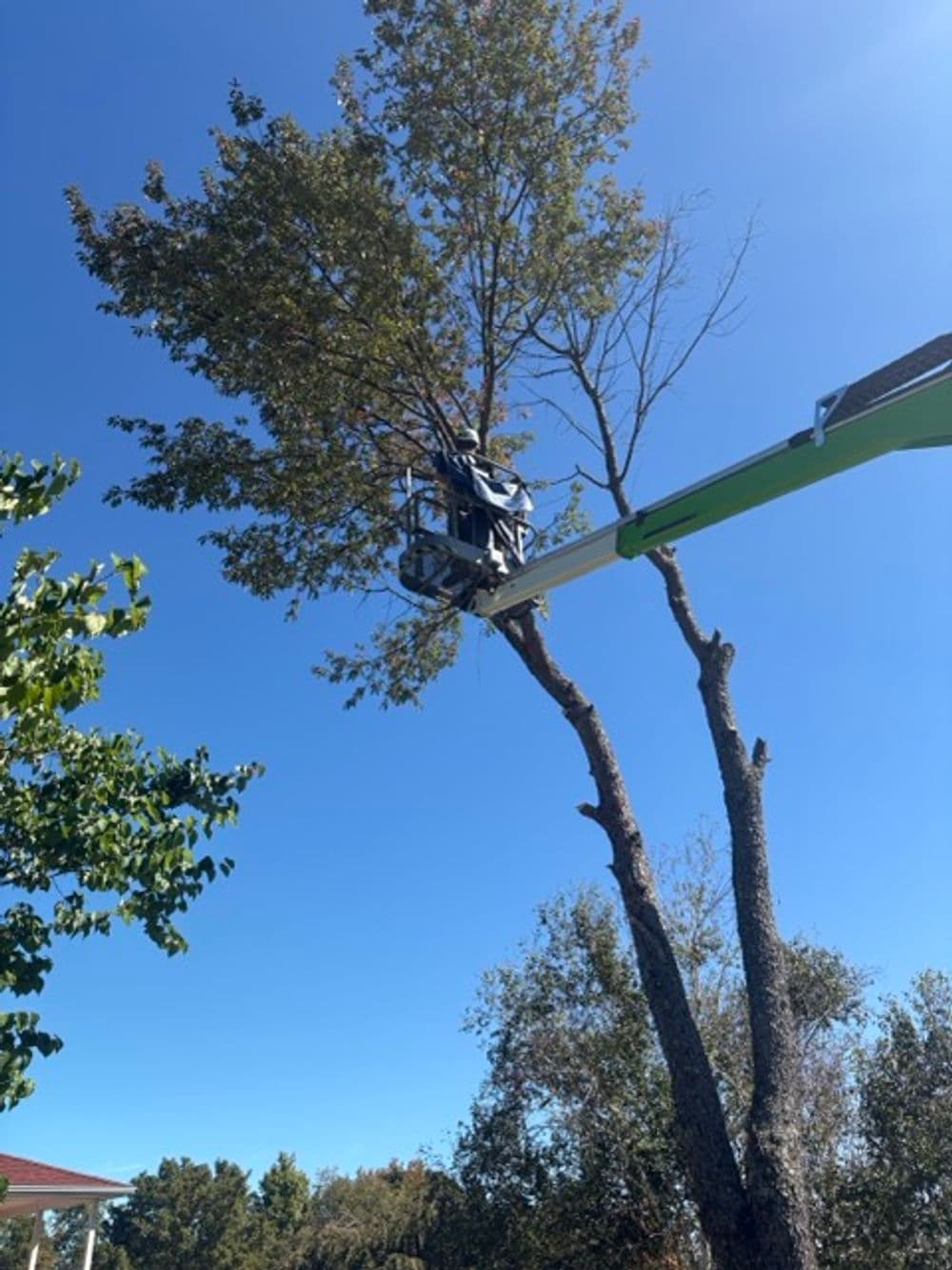 Tree trimming in progress with a lift, clear blue sky in the background.