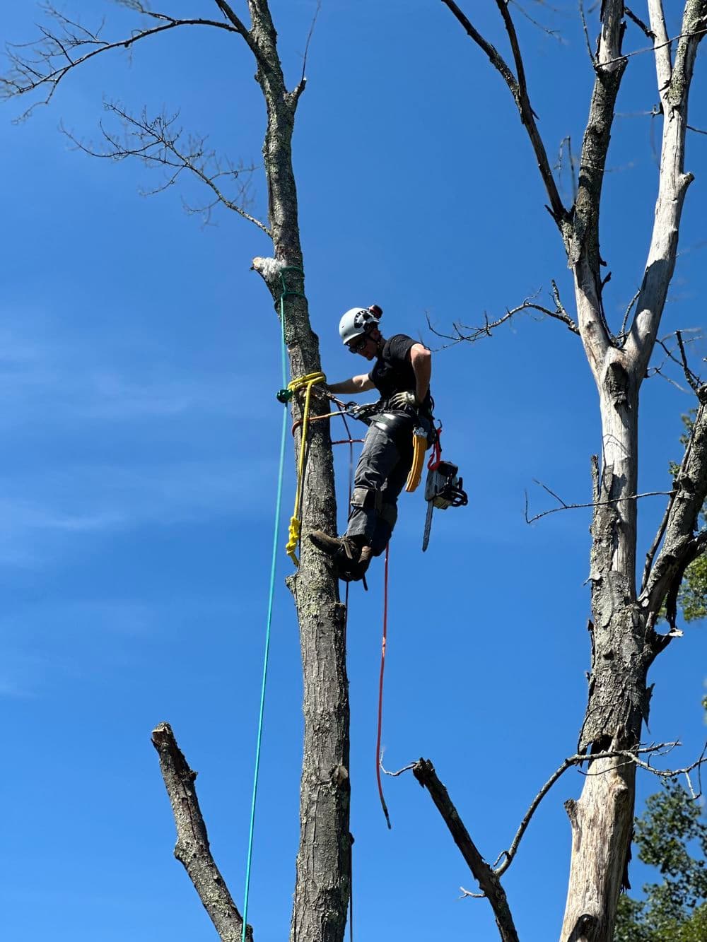 Tree climber using ropes and a chainsaw for tree maintenance against a clear blue sky.