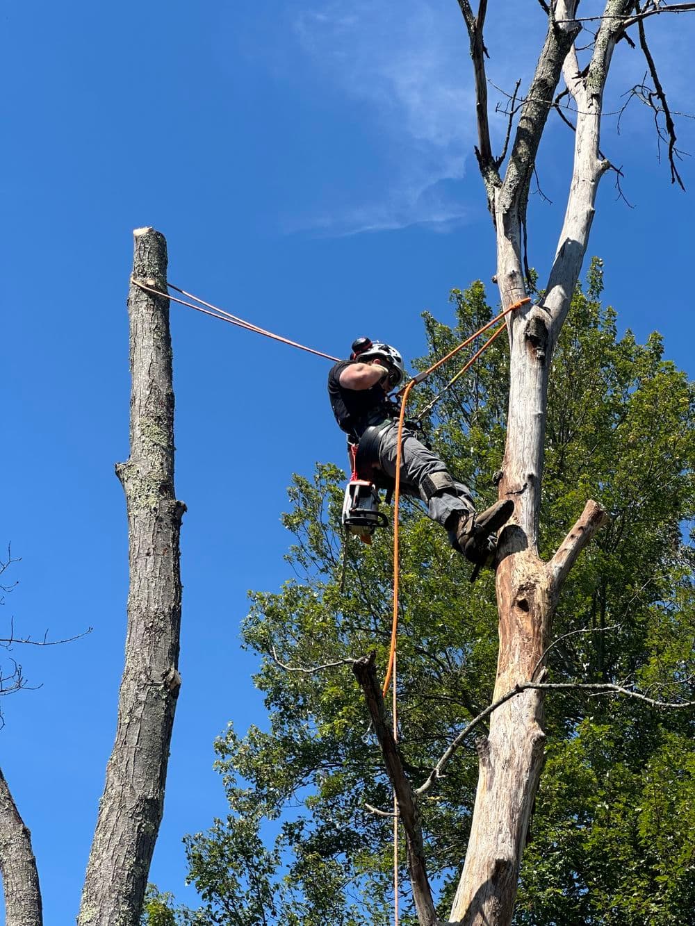 Tree worker climbing a tall dead tree using safety gear and ropes against a clear blue sky.