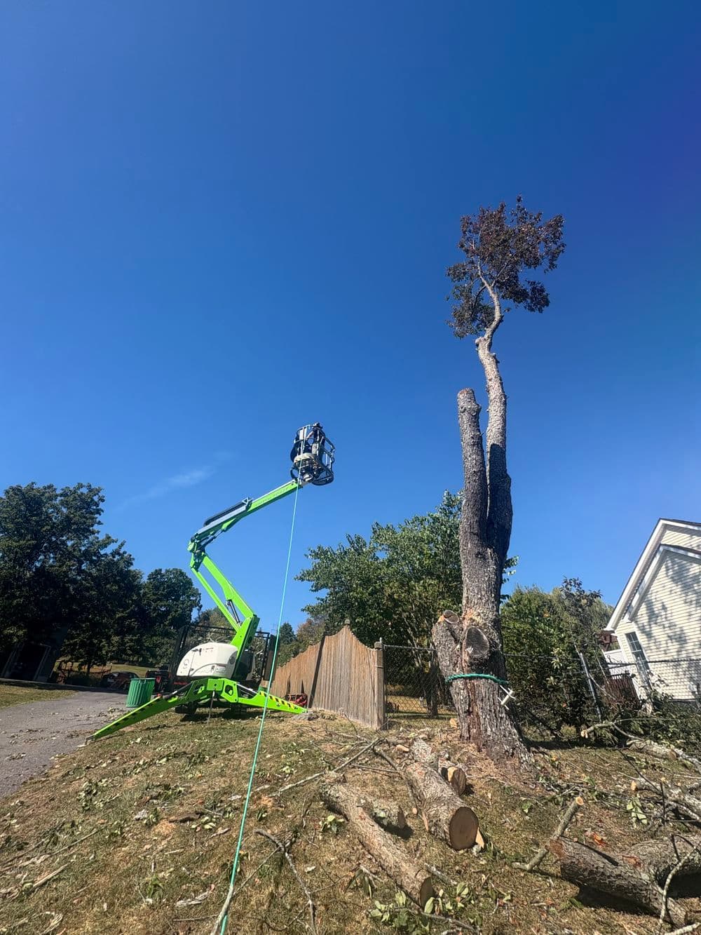 Tree removal service using a cherry picker to cut a tall tree against a clear blue sky.