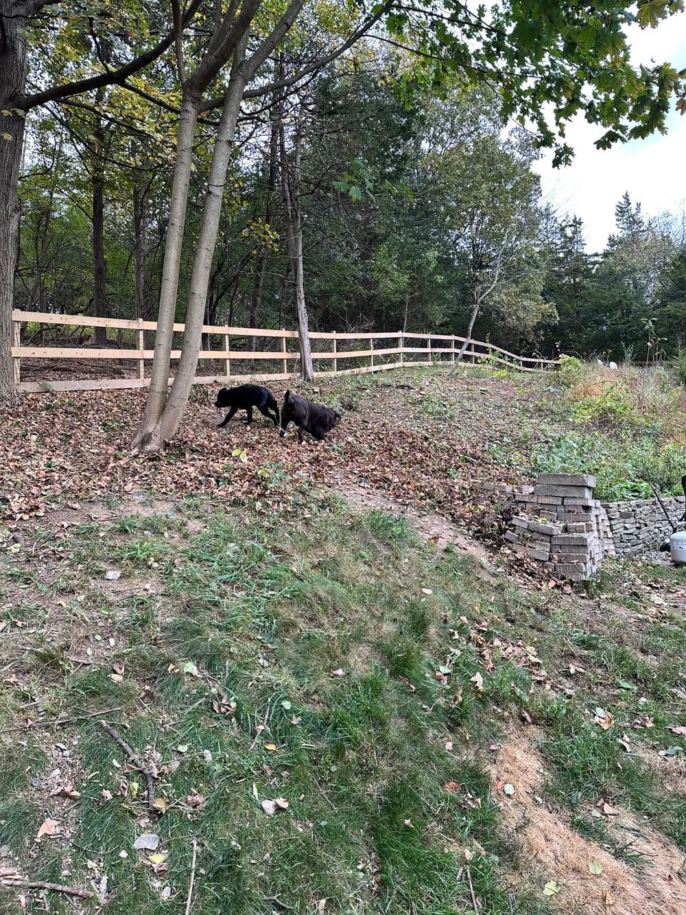 Two dogs exploring a leaf-covered hillside with a wooden fence in the background.