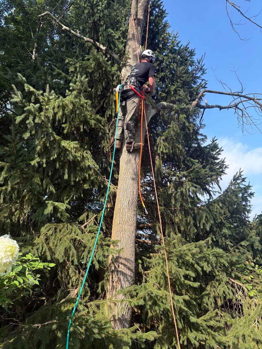 Tree service worker climbing a tall tree with safety harness and ropes for maintenance.