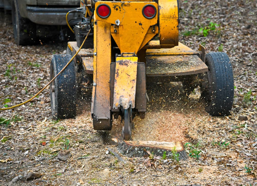 Stump grinder in operation, grinding wood and producing wood chips on a forest floor.