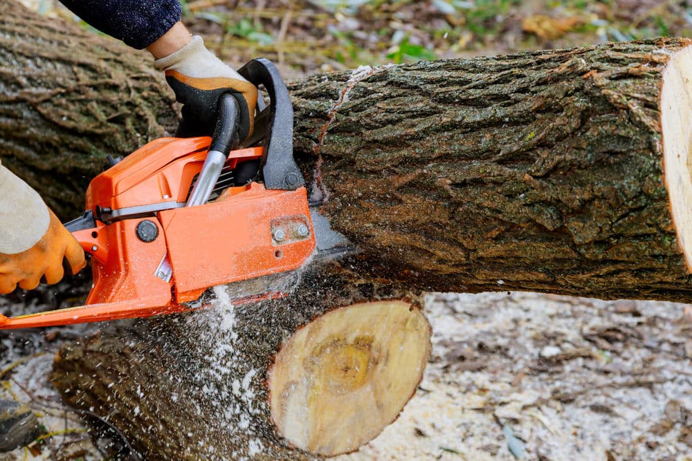 Person using a chainsaw to cut through a large log in a wooded area.