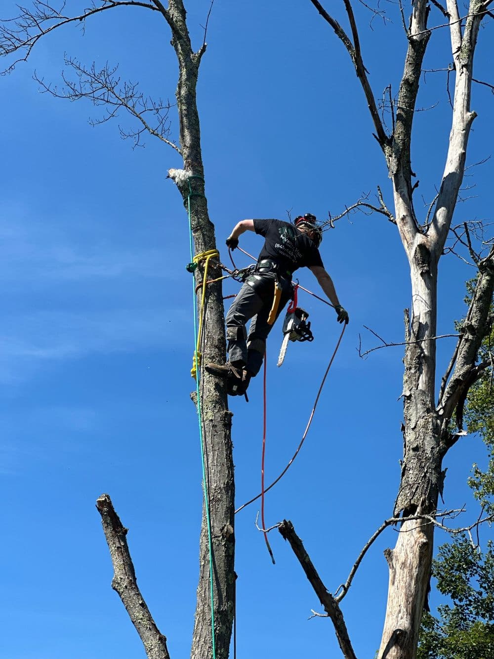 About Vander Plaat Tree Company LLC